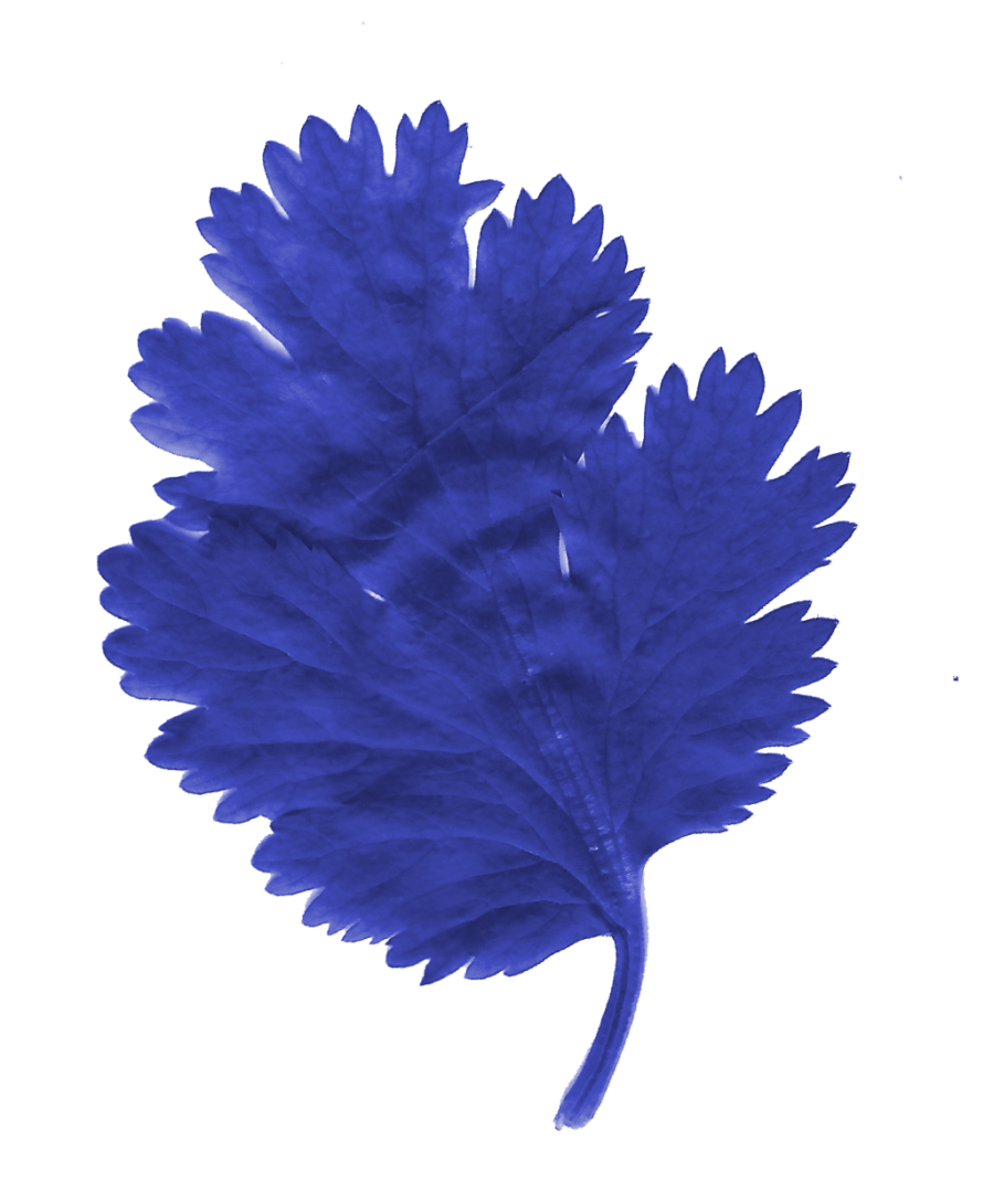 Sinisävyinen korianterinlehti.