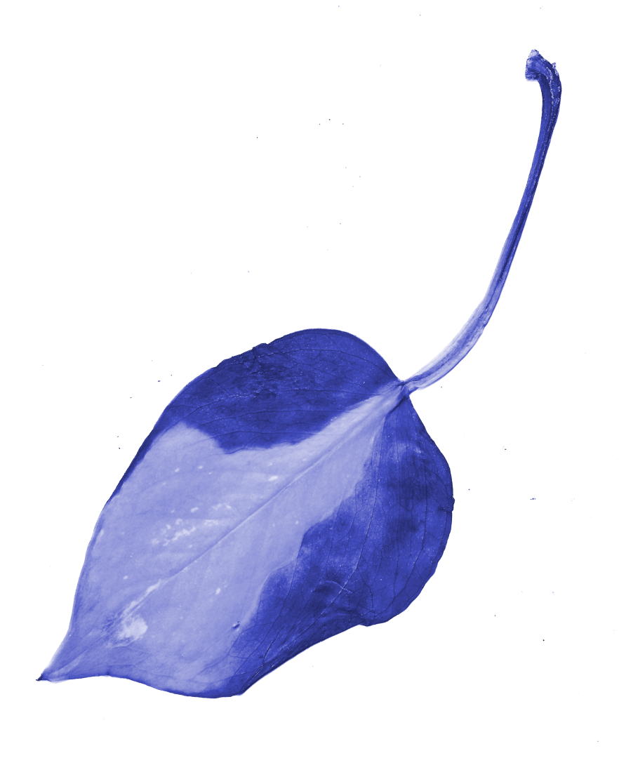 Sinisävyinen kultaköynnöksen lehti.