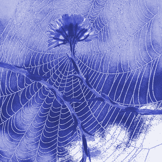 Sinisävyinen kollaasikuva, kasveja hämähäkinseitissä.