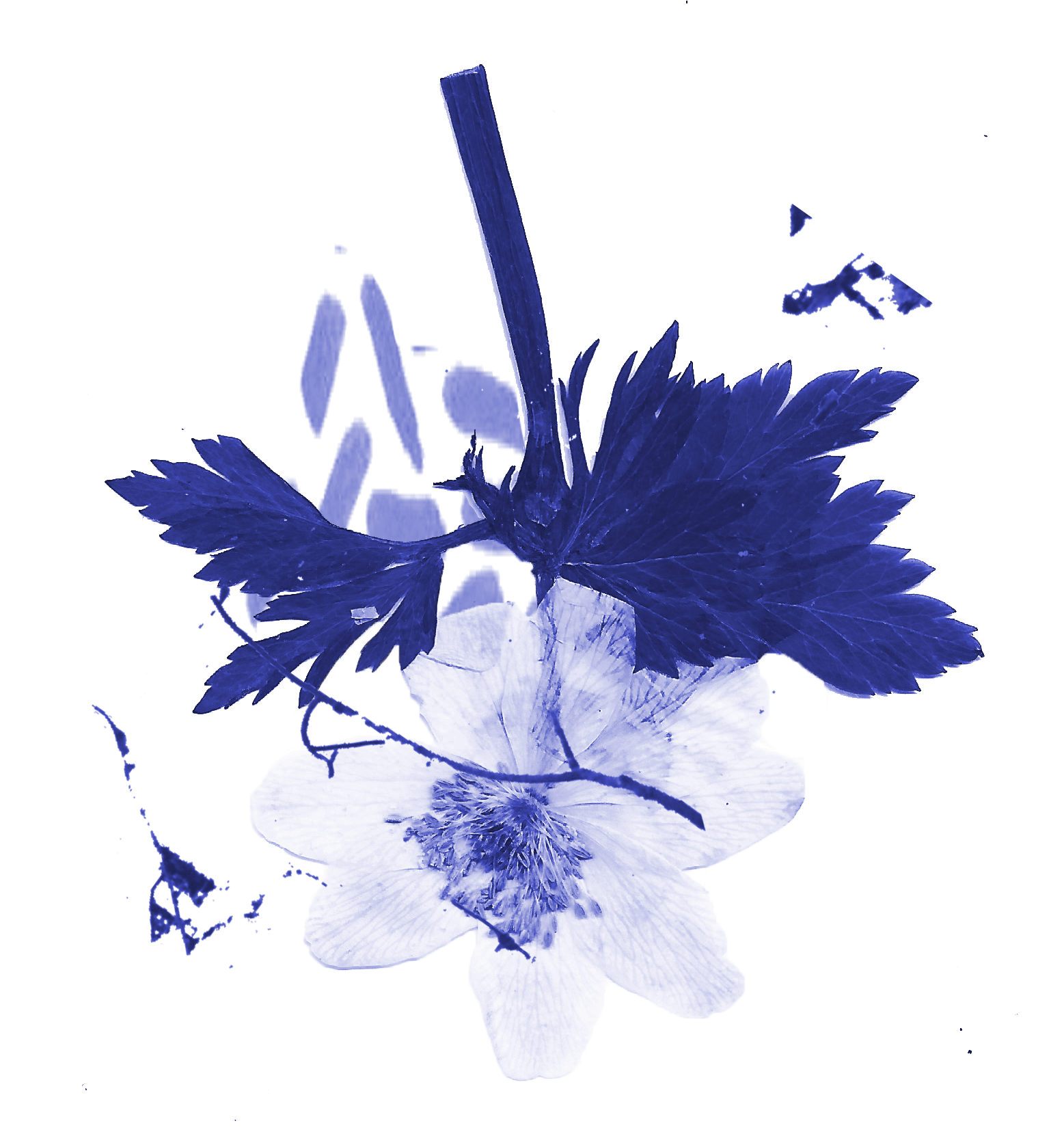 Sinisävyinen valkovuokko ja roskia.